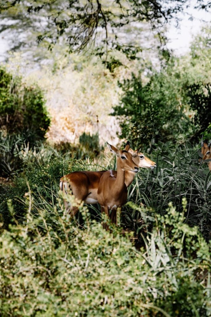 A serene impala captured in its natural habitat amidst lush greenery.
