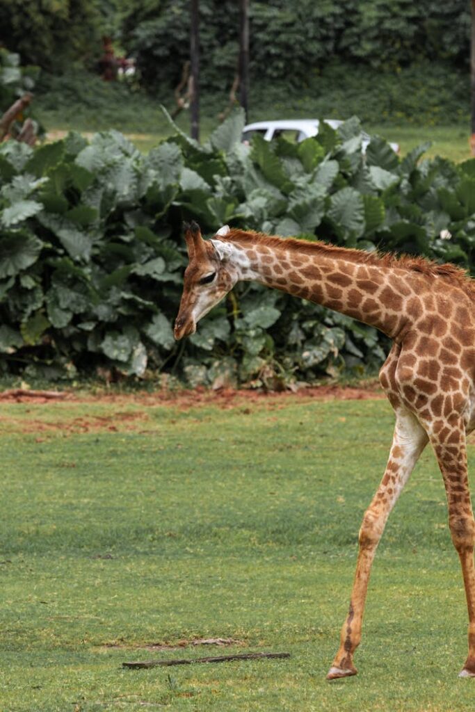 A giraffe walks gracefully through lush grass at a zoo, showcasing its unique pattern and elegance.