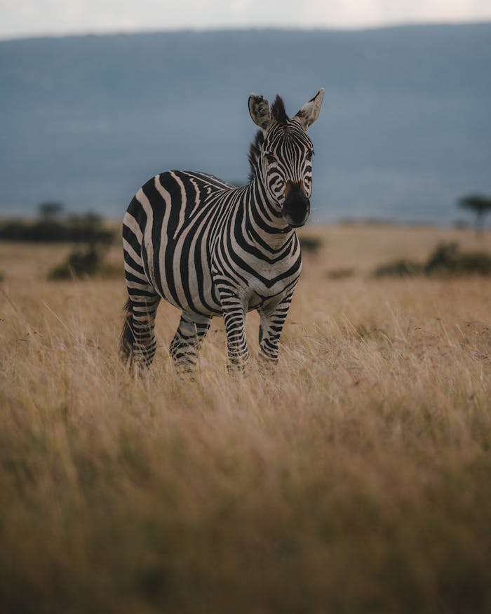 Mastering the First Impression: Your intriguing post title goes here A zebra standing gracefully in the wild African savanna, showcasing its distinctive stripes.