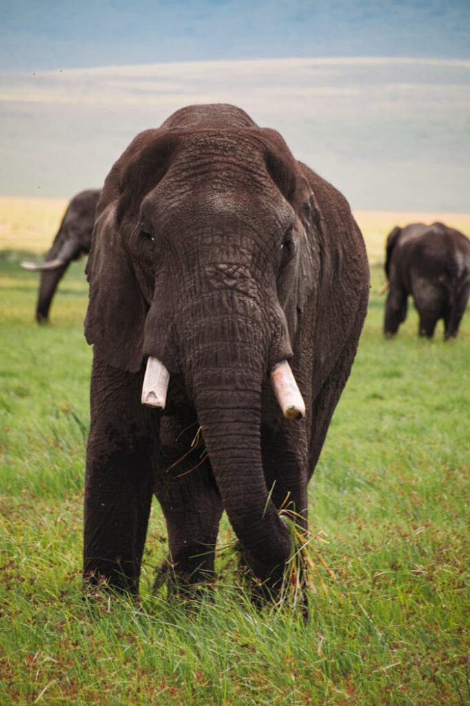 Front-facing African elephant in Tanzania's grassy savannah. Emphasizes wildlife and nature photography.