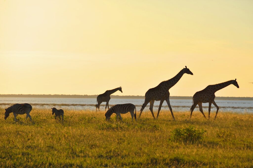 Giraffes and zebras grazing peacefully in the golden light of sunset on the African savanna.