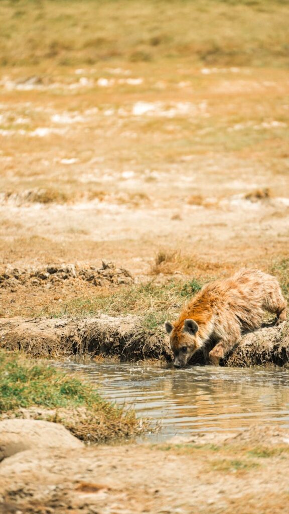 Spotted hyena quenching thirst at a waterhole in Tanzania's wild landscape.