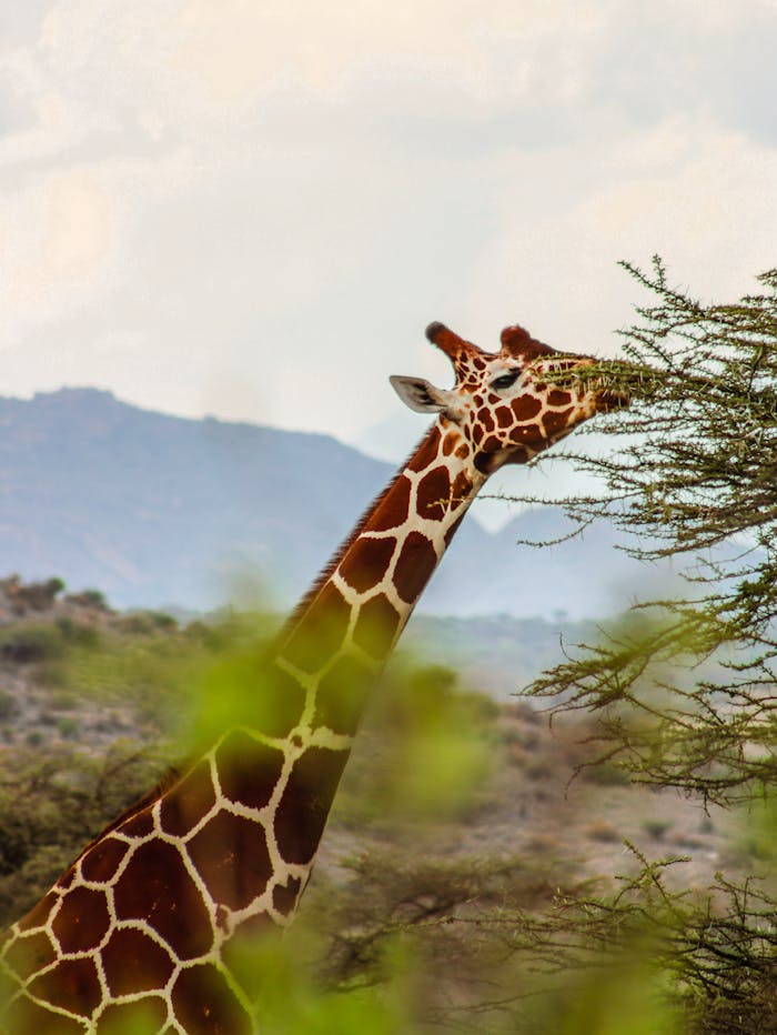The Art of Drawing Readers In: Your attractive post title goes here A giraffe feeding on acacia tree branches in the African savannah with mountains in the background.