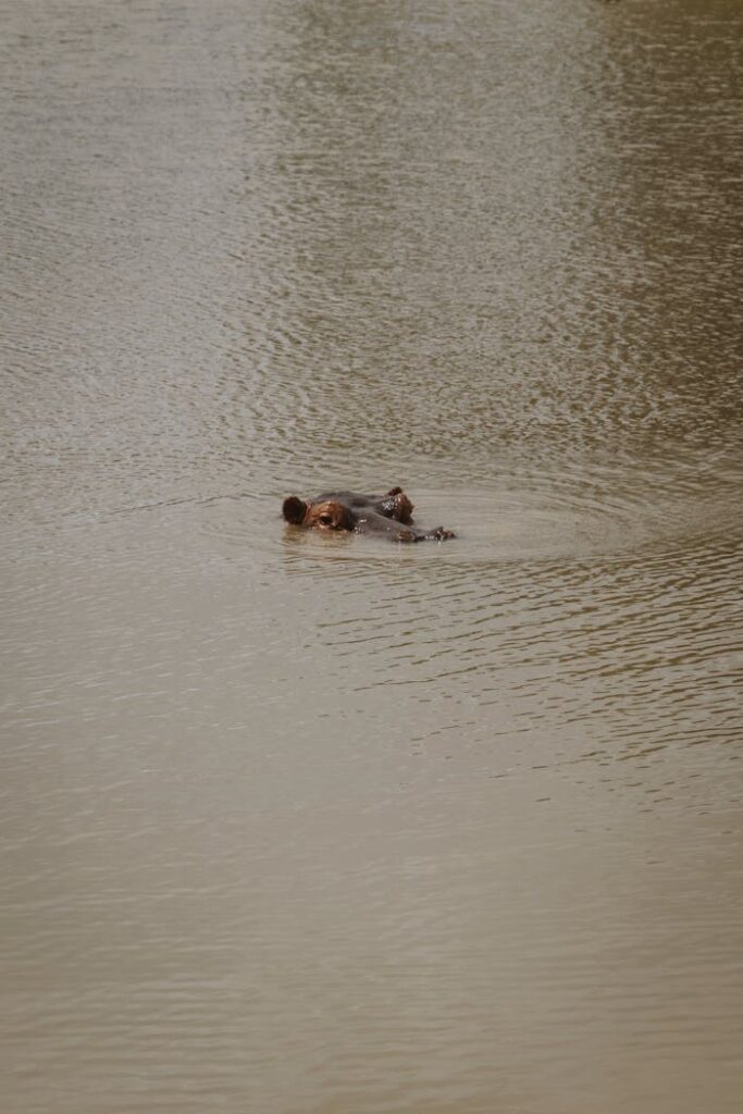 A hippopotamus partially submerged in a waterhole in Mikumi, Tanzania.