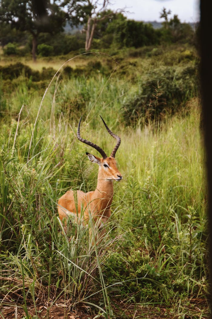 Impressive impala with large horns standing amidst lush grasslands in Mikumi National Park, Tanzania.