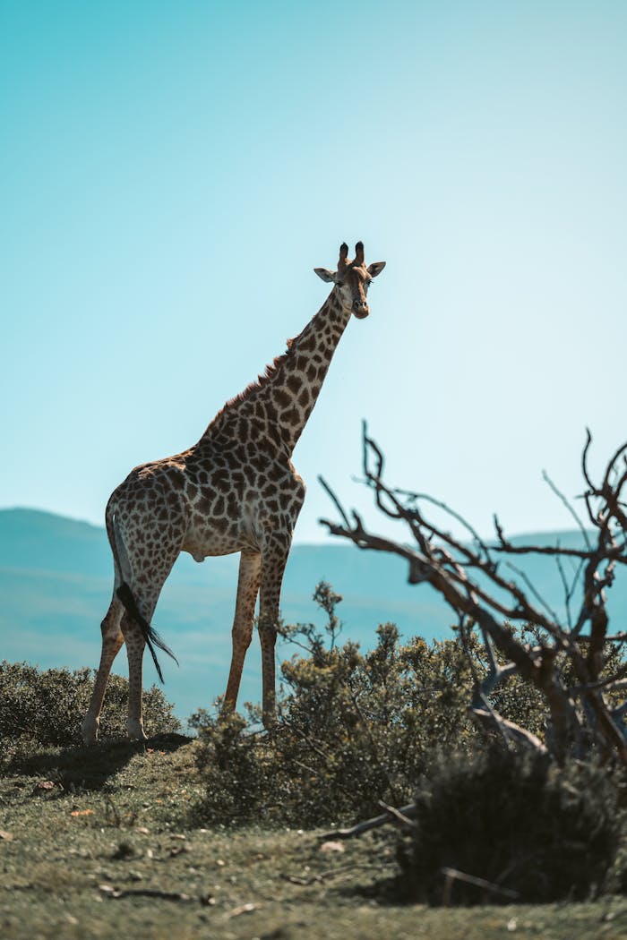 Crafting Captivating Headlines: Your awesome post title goes here A lone giraffe stands gracefully in the natural landscape of South Africa, showcasing wildlife beauty.