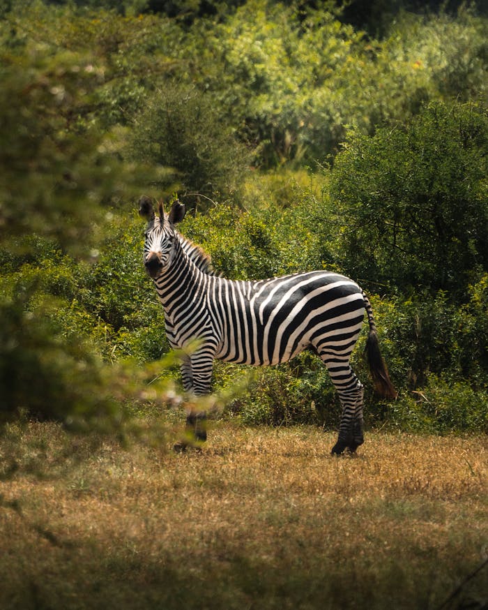A zebra stands amidst lush greenery in Tanzania's Kilimanjaro region, showcasing natural beauty.